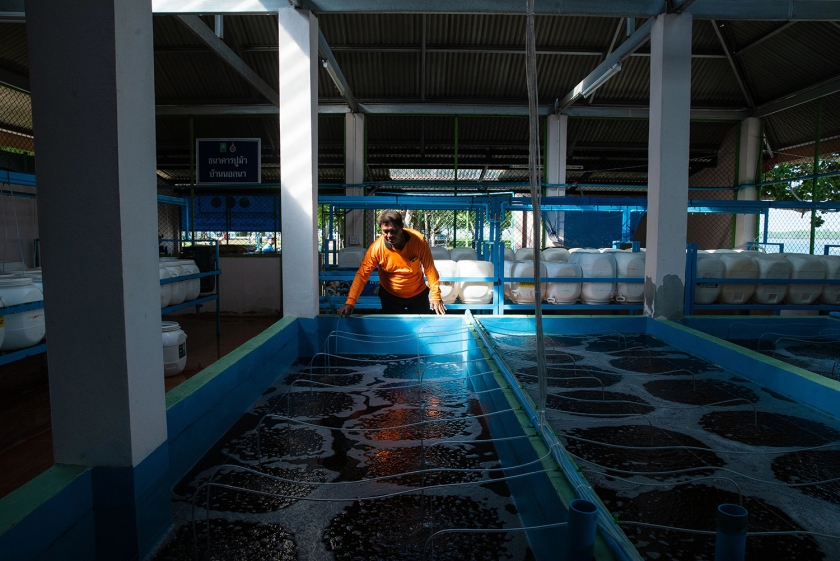 A man surveys a tank filled with pregnant crabs.